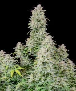 Fast Buds Forbidden Runtz Auto