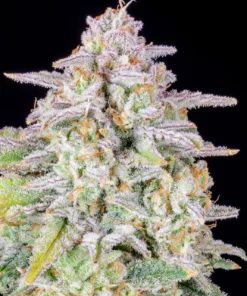 Fast Buds Forbidden Runtz Auto