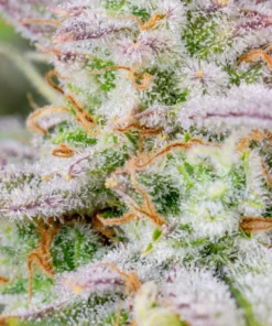 Fast Buds Forbidden Runtz Auto