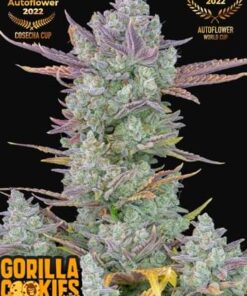 Fast Buds Gorilla Cookies Auto