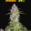 Fast Buds Orange Sherbet Auto