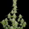 Fast Buds Orange Sherbet Auto