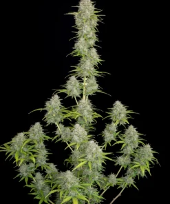 Fast Buds Orange Sherbet Auto