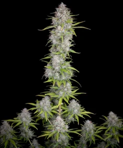 Fast Buds Orange Sherbet Auto