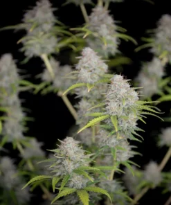 Fast Buds Orange Sherbet Auto