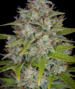 Fast Buds Orange Sherbet Auto