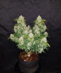 Fast Buds Zkittlez Auto