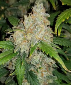 Fast Buds Zkittlez Auto