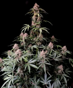 Fast Buds Amnesia Zkittlez 1 seed