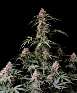 Fast Buds Amnesia Zkittlez 1 seed