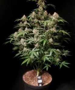 Fast Buds Amnesia Zkittlez 1 seed