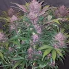 Fast Buds Blackberry - 3 feminised seeds