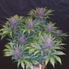 Fast Buds Blackberry - 1 feminised seed