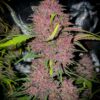 Fast Buds - Blackberry - 5 seeds