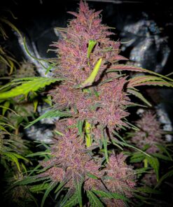 Fast Buds - Blackberry - 5 seeds