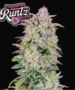 Fast Buds Forbidden Runtz Auto