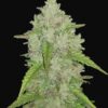 Fast Buds Original Amnesia Haze Auto