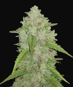 Fast Buds Original Amnesia Haze Auto