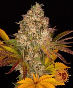 Barneys - Cookies Kush - 3 seeds