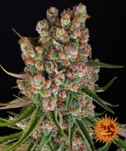 Barneys GMO Auto