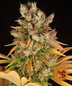 Barneys Cookies Kush Auto - 1 feminised seed