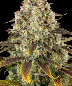 Barneys Ice Cream Cake - 1 seed