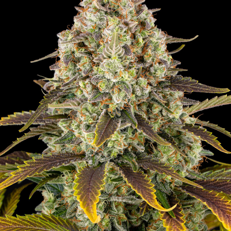 Barneys Ice Cream Cake - 1 seed - Image 2