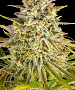 Barneys Lemon Drizzle