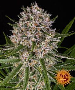 Lemon Haze Auto της Barneys Farm