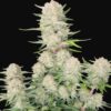 Fast Buds Auto Apricot - 1 seed