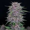 Fast Buds Banana Purple Punch