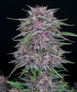Fast Buds Banana Purple Punch