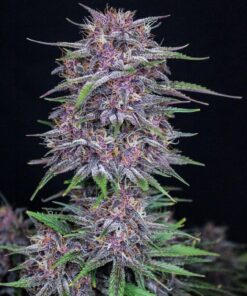 Fast Buds Banana Purple Punch