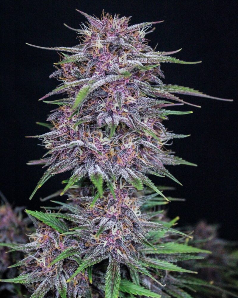 Fast Buds Banana Purple Punch