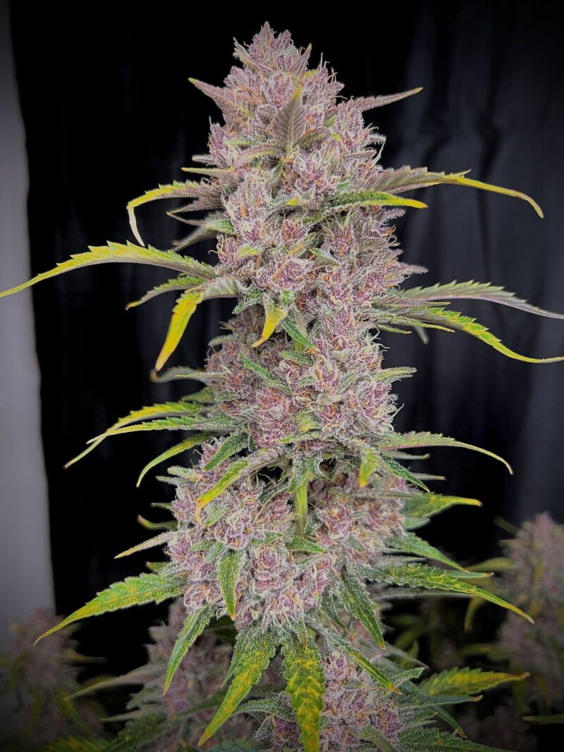 Fast Buds Banana Purple Punch