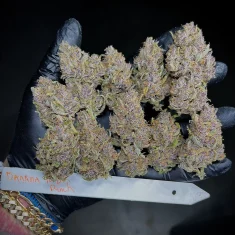 Fast Buds Banana Purple Punch