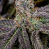 Fast Buds Banana Purple Punch