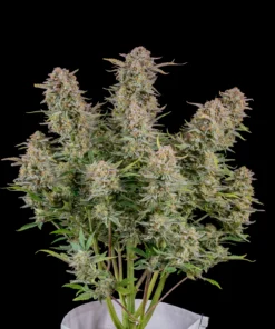 Fast Buds Bruce Banner Auto