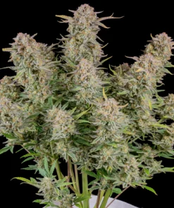 Fast Buds Bruce Banner Auto