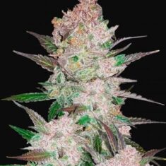 Fast Buds Cream Cookies Auto