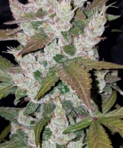 Girl Scout Cookies Auto