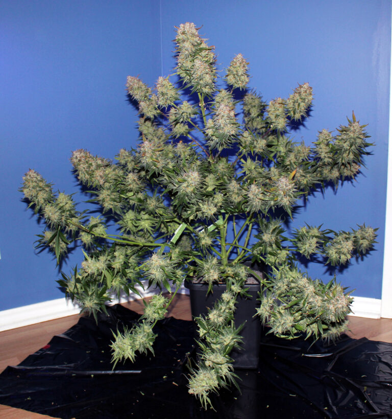Fast Buds Girl Scout Cookies Auto - 1 seed