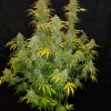 Fast Buds Blue Dream Auto