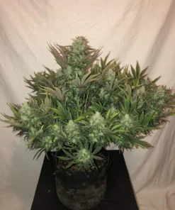 fast buds gorilla glue