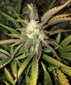 fast buds gorilla glue