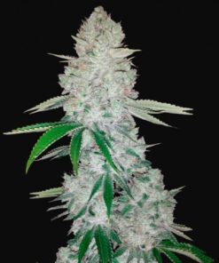 fast buds gorilla glue