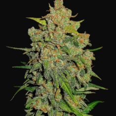 Lemon AK Auto