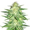 Lemon AK Auto