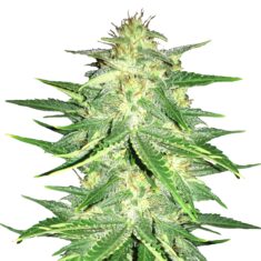 Lemon AK Auto