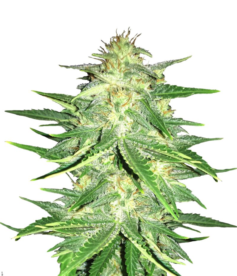 Lemon AK Auto